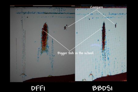 DFF1 BBDS1 3.jpg