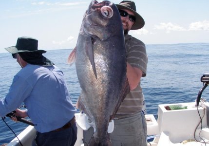 Blue eye Trevalla.JPG
