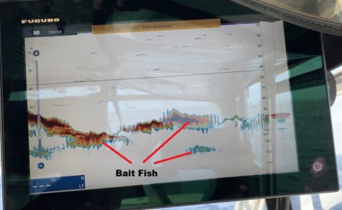 baitfish.jpg