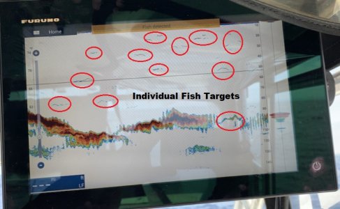 fish targets.jpg