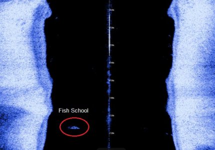 Side Scan Fish School.jpg