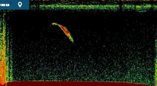 whale_2 zoomed.jpg
